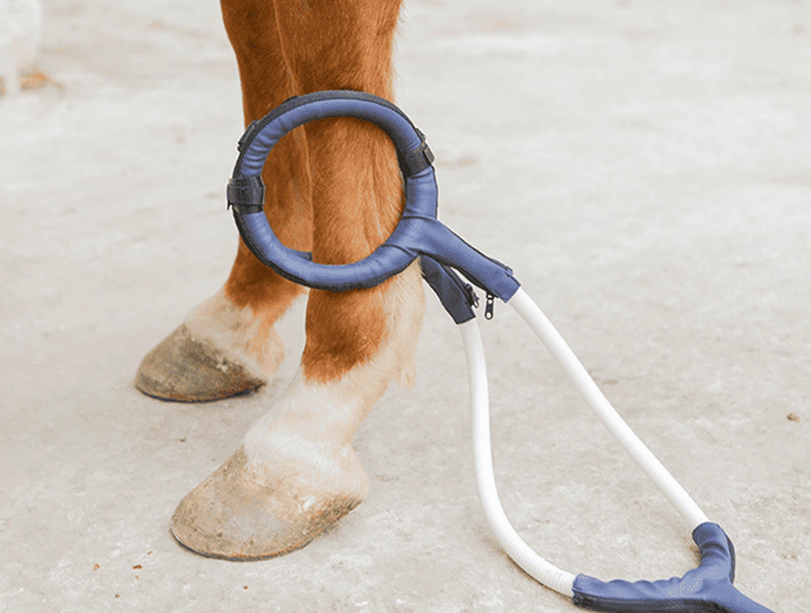 Butterfly Loop - PEMF device accessories for equine therapy Butterfly Loop - PEMF device accessories for equine therapy