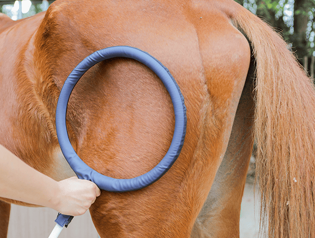 Large Loop - PEMF machine accessory designed for large area treatment in horses Large Loop - PEMF machine accessory designed for large area treatment in horses